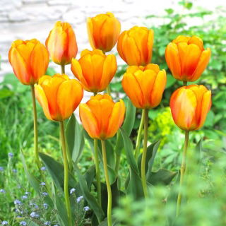 Tulipan Blushing Apeldoorn - duża paczka! - 50 szt.