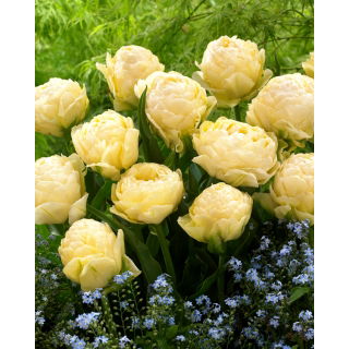 Tulipan Bowl of Beauty - 5 szt.
