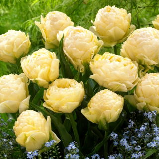 Tulipan Bowl of Beauty - 5 szt.