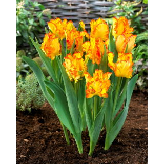 Tulipan Caribbean Parrot - 5 szt.