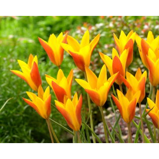 Tulipan Chrysantha Tubergen's Gem - duża paczka! - 50 szt.