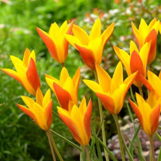 Tulipan Chrysantha Tubergen's Gem - duża paczka! - 50 szt.