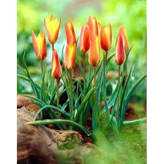 Tulipan Clusiana Sheila - 5 szt.