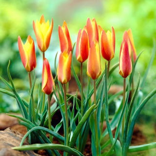 Tulipan Clusiana Sheila - 5 szt.