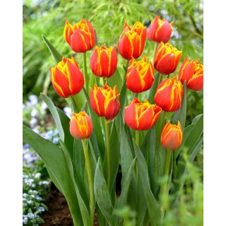 Tulipan Crossfire - 5 szt.