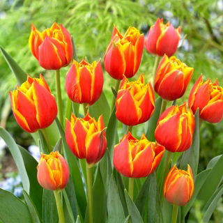 Tulipan Crossfire - 5 szt.