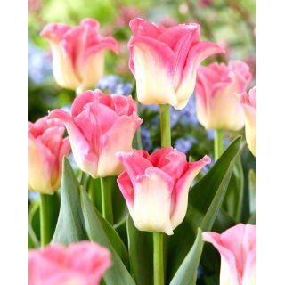Tulipan Crown of Dynasty - 5 szt.