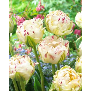 Tulipan Danceline - 5 szt.