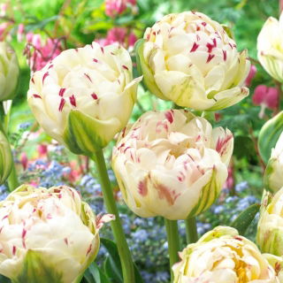 Tulipan Danceline - 5 szt.