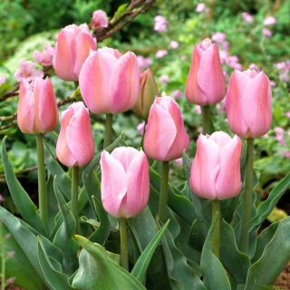 Tulipan Evening Breeze - 5 szt.