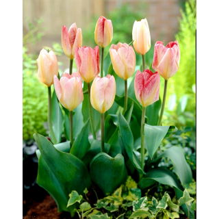 Tulipan Flaming Purissima - duża paczka! - 50 szt.