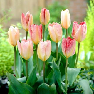 Tulipan Flaming Purissima - duża paczka! - 50 szt.