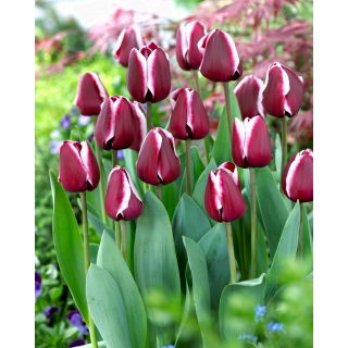 Tulipan Fontainebleau - duża paczka! - 50 szt.