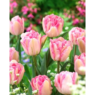 Tulipan Foxtrot - duża paczka! - 50 szt.