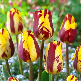 Tulipan Helmar - 5 szt.