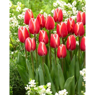 Tulipan Kelly - 5 szt.
