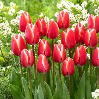 Tulipan Kelly - 5 szt.