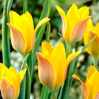 Tulipan Kolpakowskiana - 5 szt.