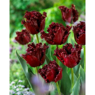 Tulipan Labrador - duża paczka! - 50 szt.