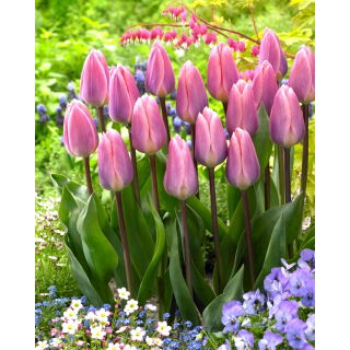 Tulipan Light And Dreamy - 5 szt.