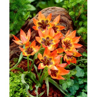 Tulipan Little Princess - 5 szt.