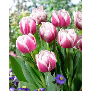 Tulipan Melrose - 5 szt.