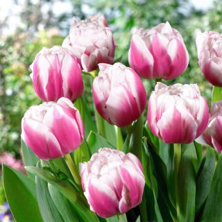 Tulipan Melrose - duża paczka! - 50 szt.