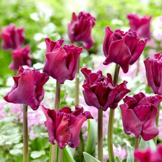 Tulipan Negrita Crown - 5 szt.