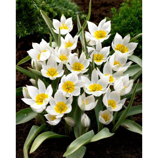 Tulipan Polychroma - 5 szt.