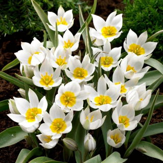 Tulipan Polychroma - 5 szt.