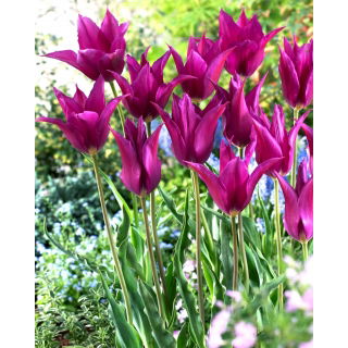 Tulipan Purple Dream - 5 szt.