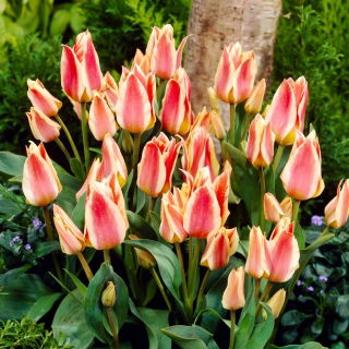 Tulipan Quebec - duża paczka! - 50 szt.