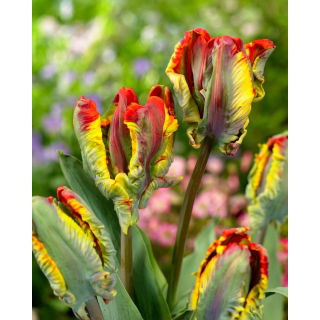 Tulipan Rasta Parrot - 5 szt.