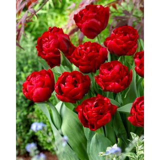 Tulipan Red Baby Doll - 5 szt.