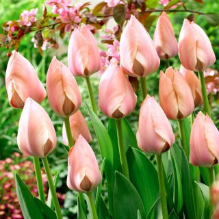 Tulipan Salmon Van Eijk - duża paczka! - 50 szt.