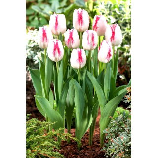Tulipan Salvo - 5 szt.