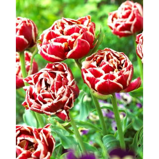 Tulipan Starline - 5 szt.