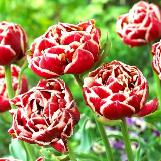 Tulipan Starline - 5 szt.