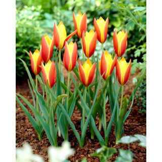 Tulipan Taco - 5 szt.
