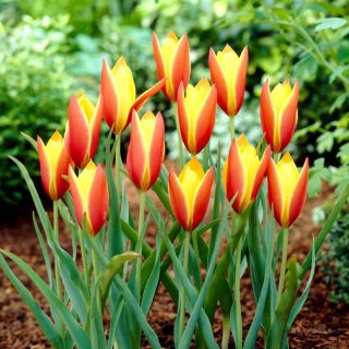Tulipan Taco - 5 szt.