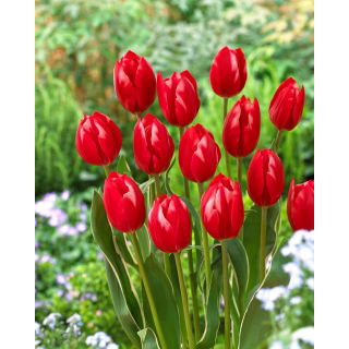 Tulipan Temptation - 5 szt.