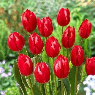 Tulipan Temptation - 5 szt.