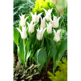 Tulipan Tres Chic - 5 szt.