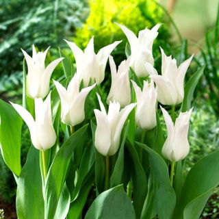 Tulipan Tres Chic - 5 szt.