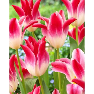 Tulipan Whispering Dream - duża paczka! - 50 szt.