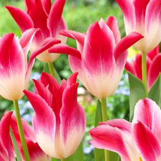 Tulipan Whispering Dream - duża paczka! - 50 szt.