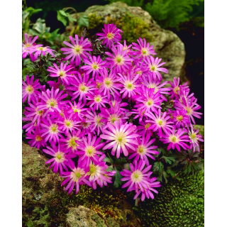Zawilec grecki - Violet Star - 8 szt.