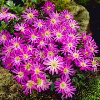 Zawilec grecki - Violet Star - 8 szt.
