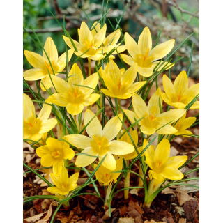 Krokus Saturnus - 10 szt.