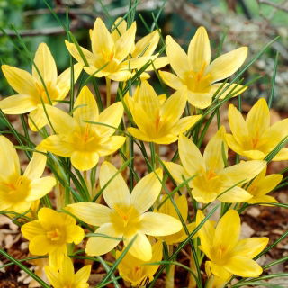 Krokus Saturnus - duża paczka! - 100 szt.